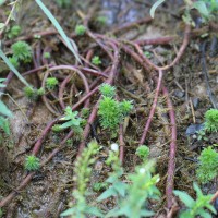 Limnophila heterophylla (Roxb.) Benth.